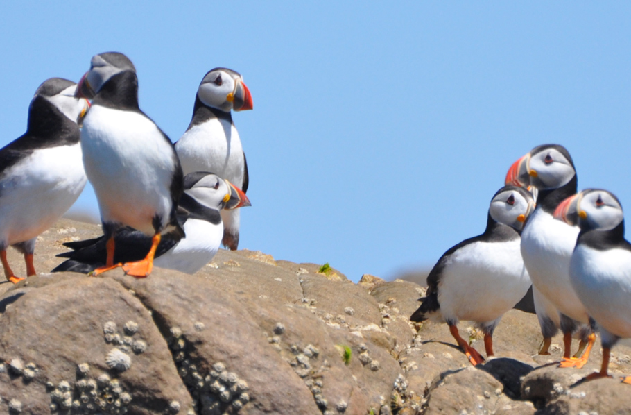 Puffins-2019-2000x850.jpg