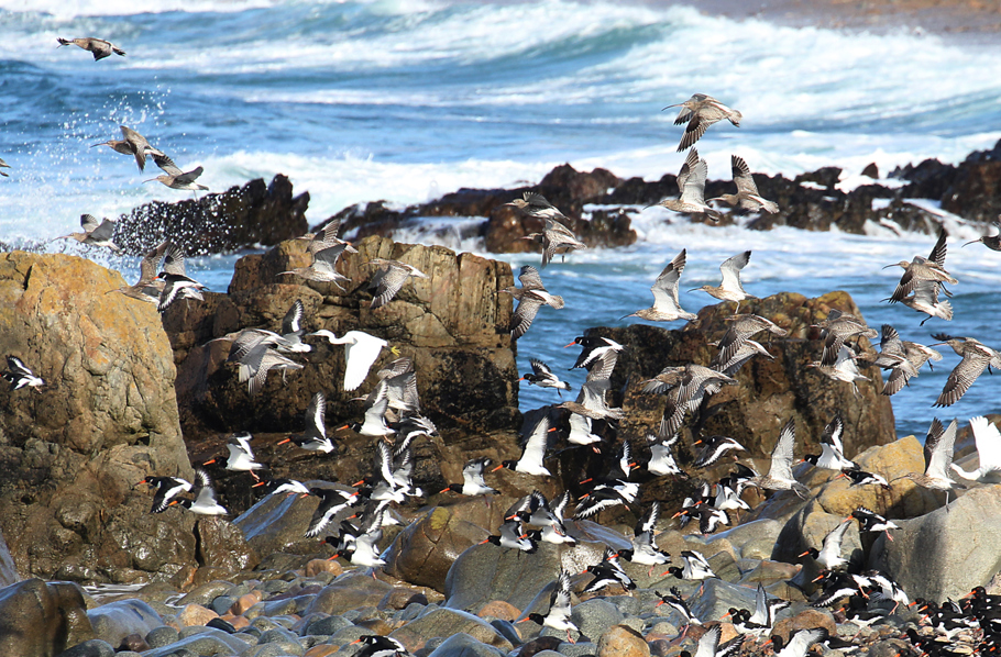 Seabirds Banner 2022 2000X850